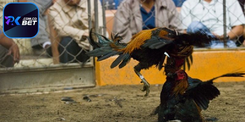 Khái quát xem đá gà trực tiếp Thomo tại Pkbet