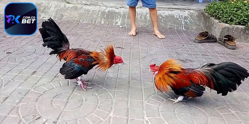 Trực Tiếp Đá Gà Tre - Xem Trực Tuyến Cá Cược An Toàn Tại Pkbet