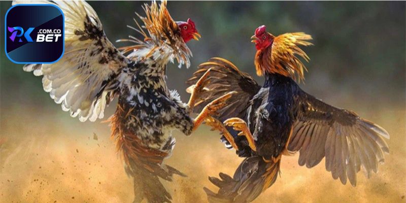 Những lý do nên cá cược đá gà casino tại Pkbet
