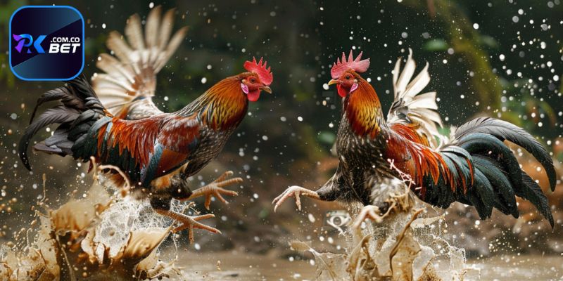 Những ưu điểm của trực tiếp đá gà tre tại Pkbet