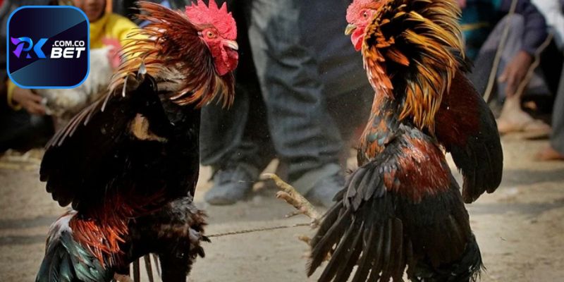 Pkbet - Địa Chỉ Xem Đá Gà Trực Tiếp Thomo Siêu Uy Tín